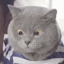 Side-eye cat meme reacting to the current state of hybrid work tools